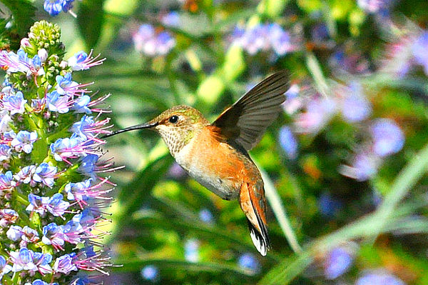 Allen's Hummingbird, female #4...