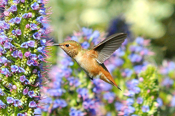 Allen's Hummingbird, female #6...