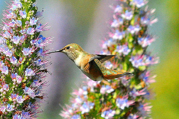 Allen's Hummingbird, female #7...
