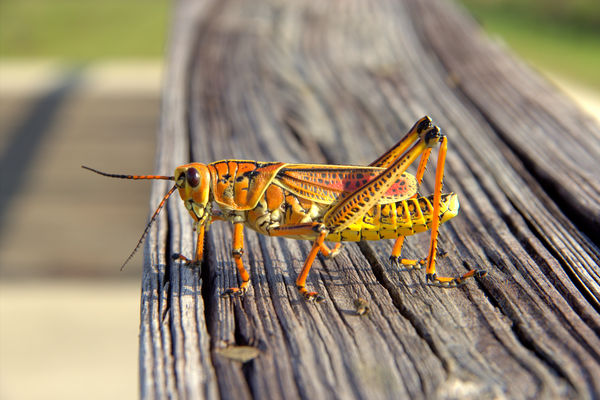 Locust 1 Close-Up...