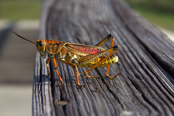 Locust 2 Close-Up...
