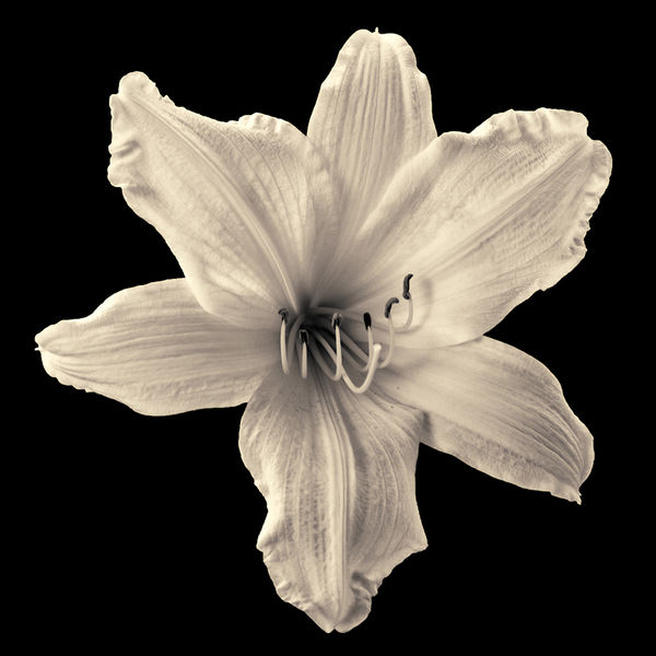 Day Lily (2012)...