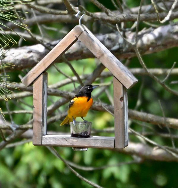 For You tainkc Baltimore Orioles Grape Jelly Shot Glass Holder