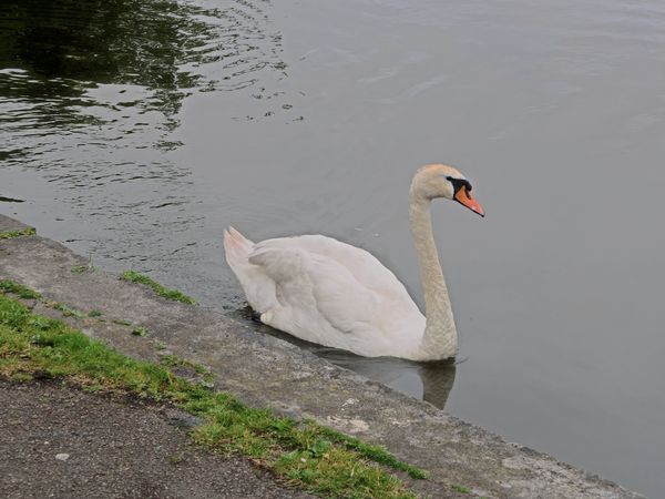 Swan cruising close...