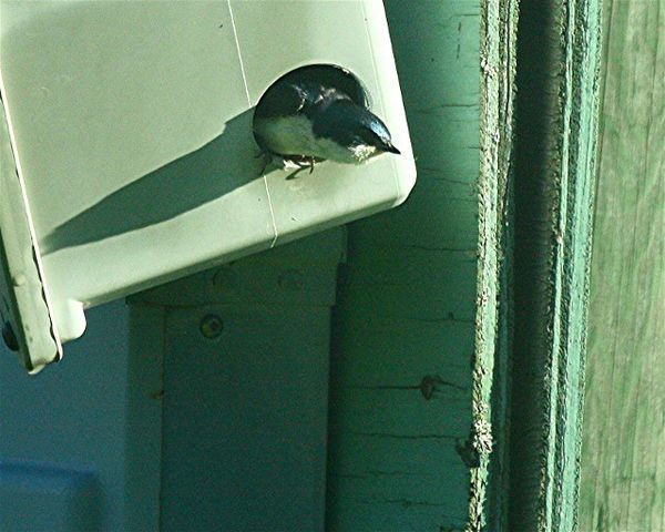 This tree swallow is still in its boxnest, I think...