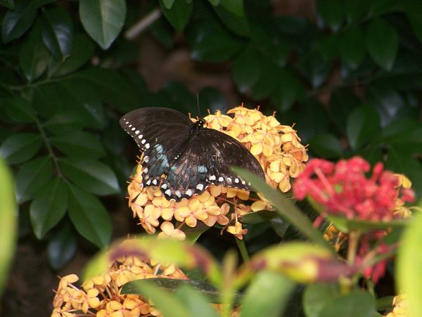 Bronx zoo Butterfly Garden...