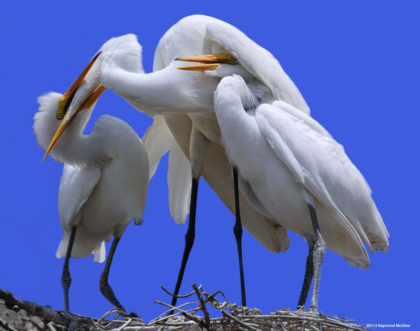 Great Egrets Playing...