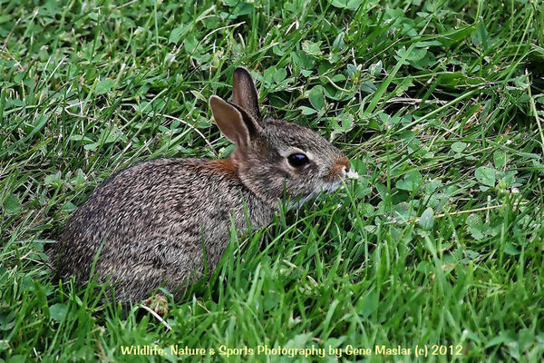 #1 - The Cottontail emerged from hiding and began ...
