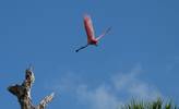 Roseate spoonbill coming in for a landing. Out sho...