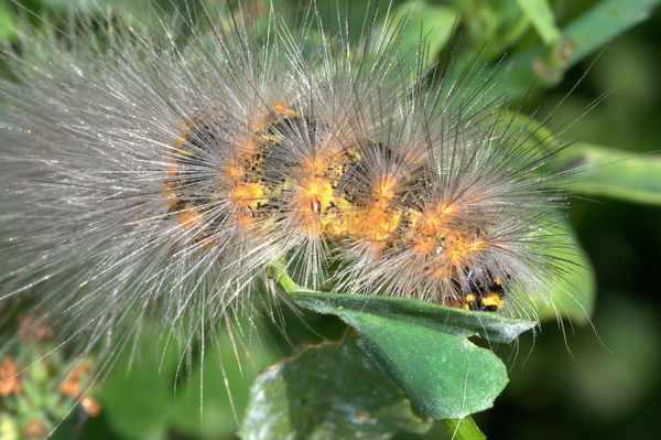Salt Marsh Moth (Estigmene acrea) Caterpillar...