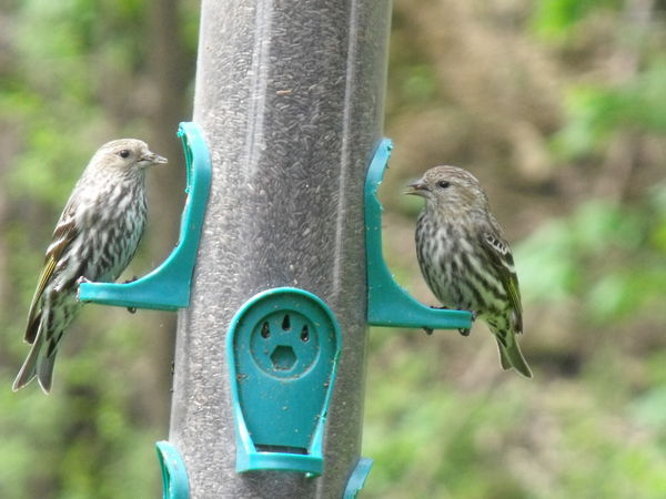 2 birds at the feeder (Lot 24 birds)...