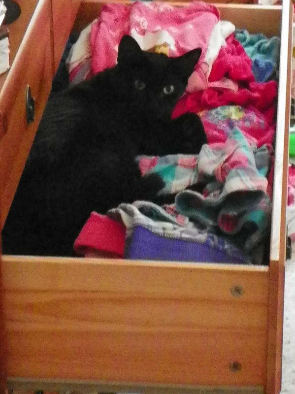 The cat in a dresser drawer...