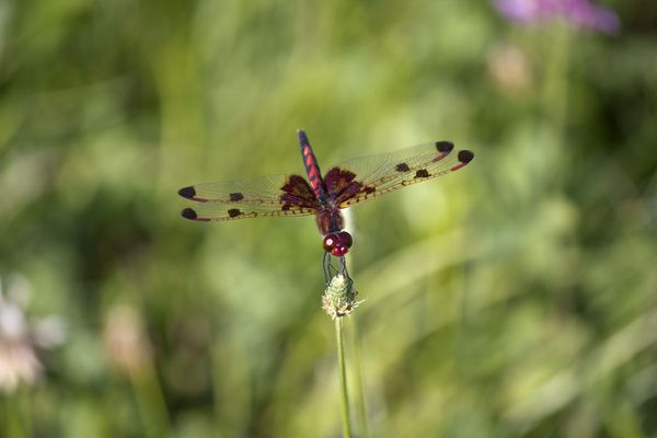 A different dragonfly....