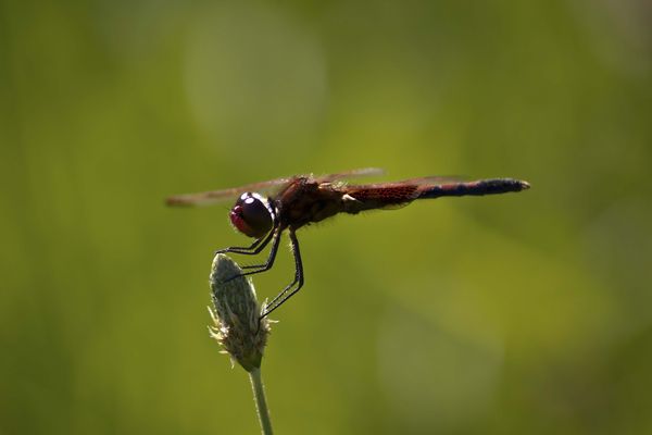 The same dragonfly and I like design in his wing....