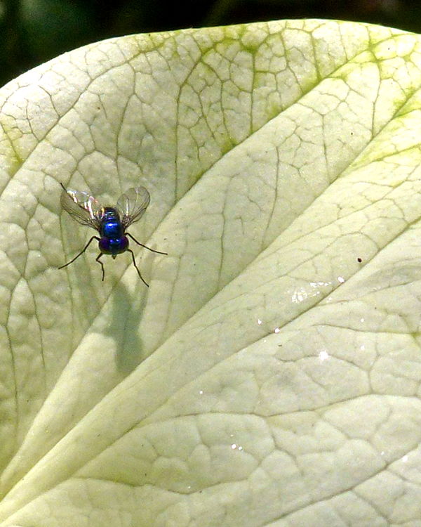 Blue Fly...