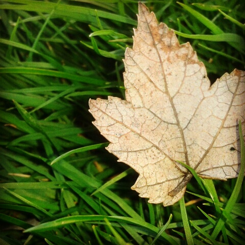Lonely Little Leaf...