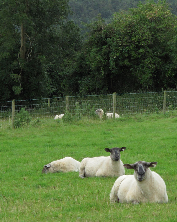 Sheep near Killkenny...