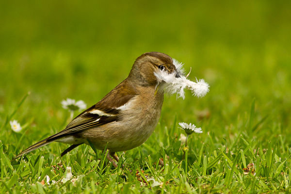 Chaffinch - recycling...