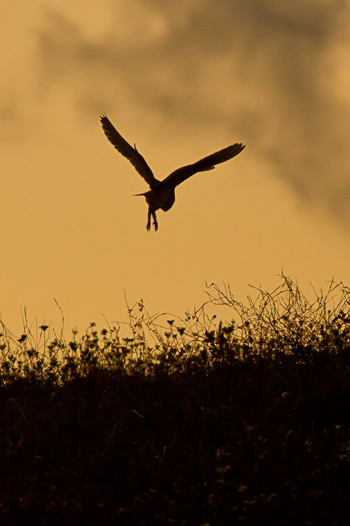 Barn Owl at sunset...