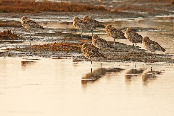 Curlew at rest on an Autumn dawn...