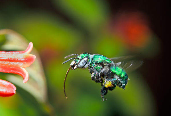 Here is an orchid bee in flight, these bees hover ...