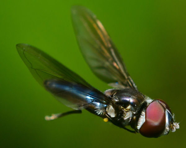 here is a hover fly in flight, also an insect pron...