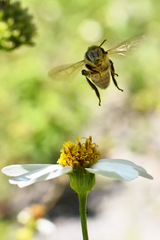 here is a honey bee in flight, cropped, and taken ...