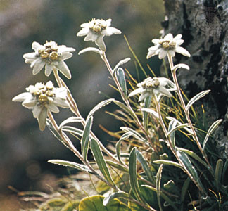 Edelweiss (Leontopodium alpinum)...