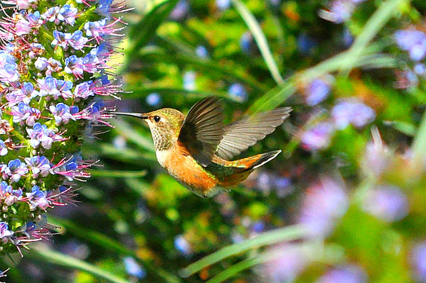 Allen's Hummingbird (Selasphorus sasin), female....