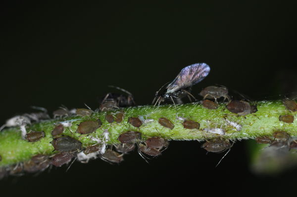 Very young & older, immature aphids, with recently...