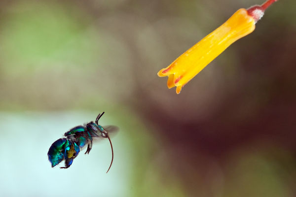 Orchid Bee...