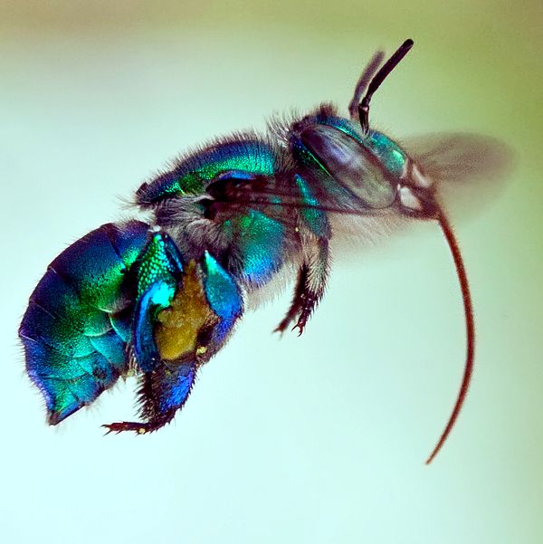 Isolated Orchid bee from above...