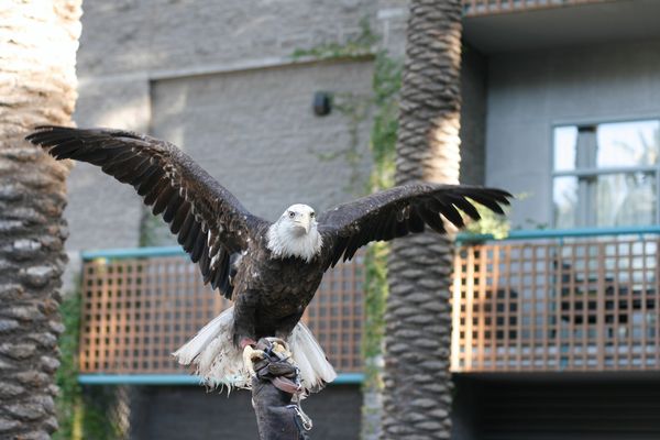 I finally took a photo of a Bald Eagle ( Happy day...