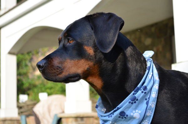 For example: This is my beautiful Rotweiler named ...