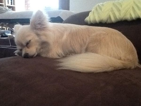 Bo Peep having a snooze...