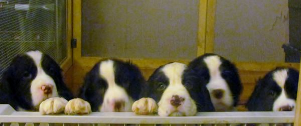Puppy update! They are a SPORTING BREED! You can D...