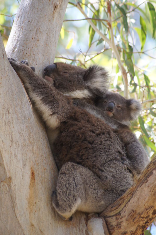 Koala and its joey (yes - that's right!! I'm not c...