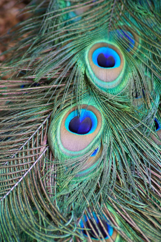 A cooperative peacock...