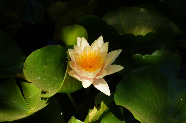Water Lilly...
