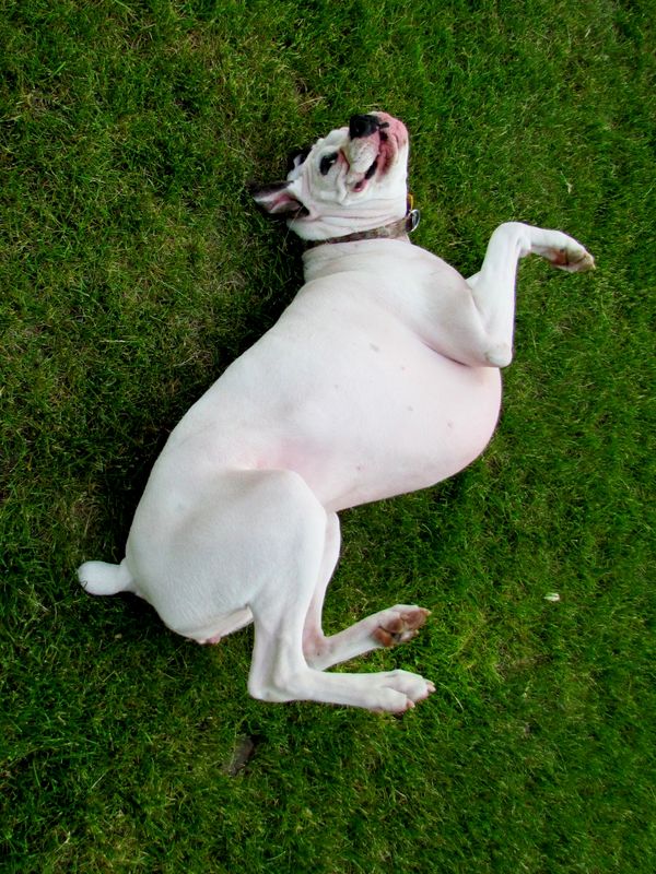 she rolls like this when tickled...