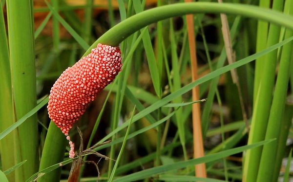 Invasive Species Of Apple Snail Eggs In The Everglades The Everglades 