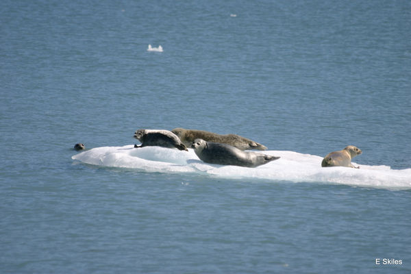 Harbor seals in College Fijord...