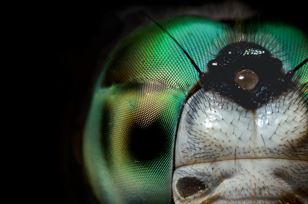~3.5x dragonfly portrait nikkor 28mm f2.8 ais reve...