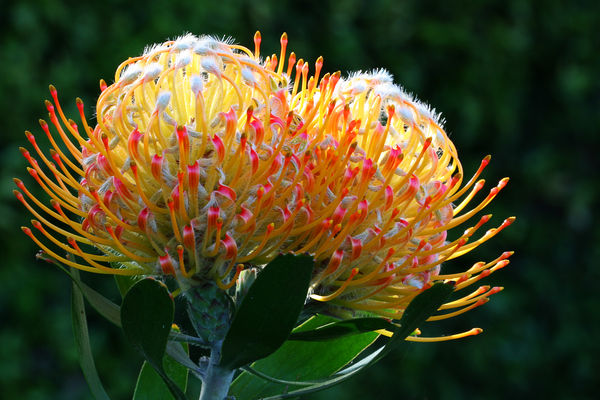 some type of south african flower...