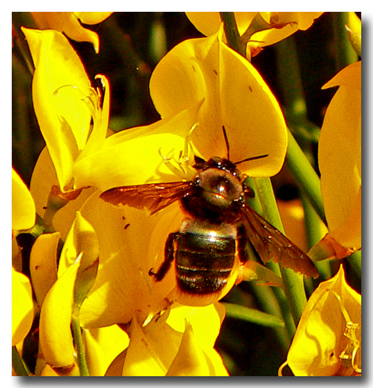 Bumble Bee in Wild Flower...