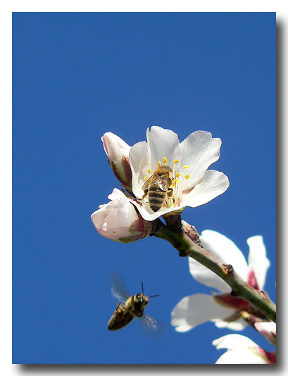 Bees in apple blossoms...