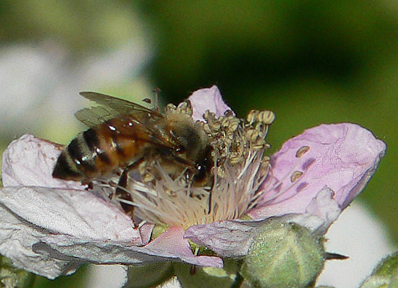 Honey Bee on wild black berry blossom...
