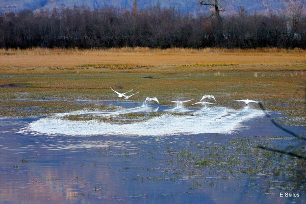 Swans lifting off Knik river...