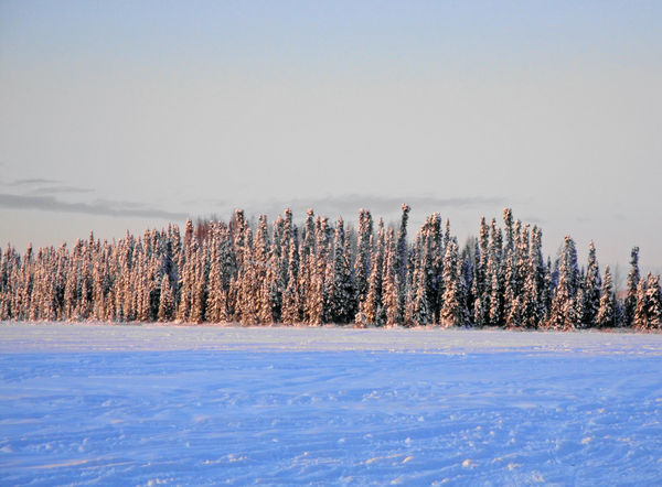 winter trees...