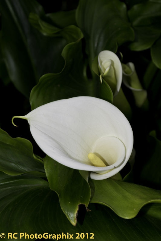 A very beautiful Lily...
